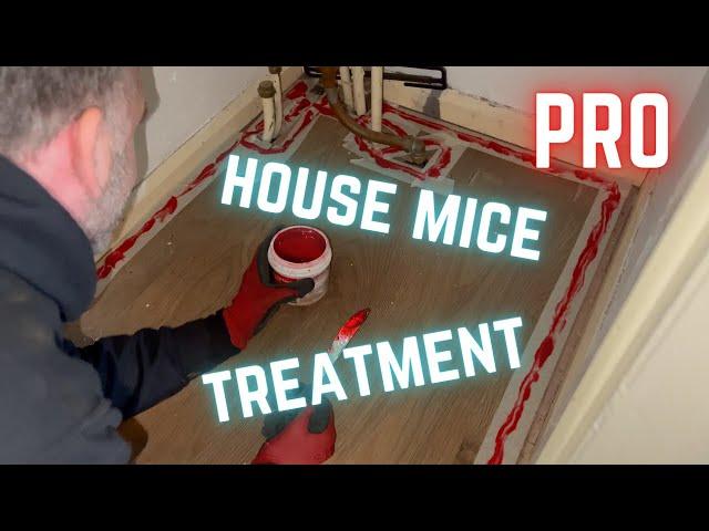 Pro MOUSE CATCHING tips and techniques! CONTACT GEL to get rid of mice. Best mouse trap advice.