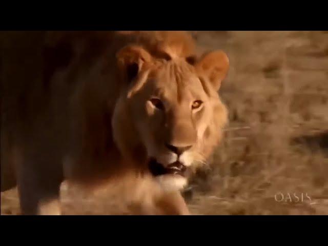 African Lions hunting prey in Savannah, Masai Mara HD 2020 - National Geographic channel