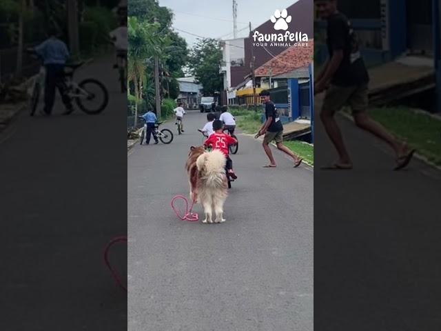 Dikejar Anjing besar 