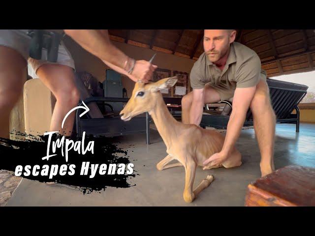 Impala jumps into building to escape Hyenas | A story about life and 2nd chances