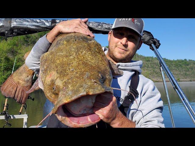 Catfish Tournament on The Ohio River, New PB Flathead