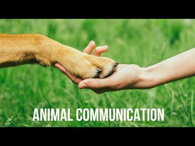 Live Stream - Top 40 things pets do and how they communicate to humans