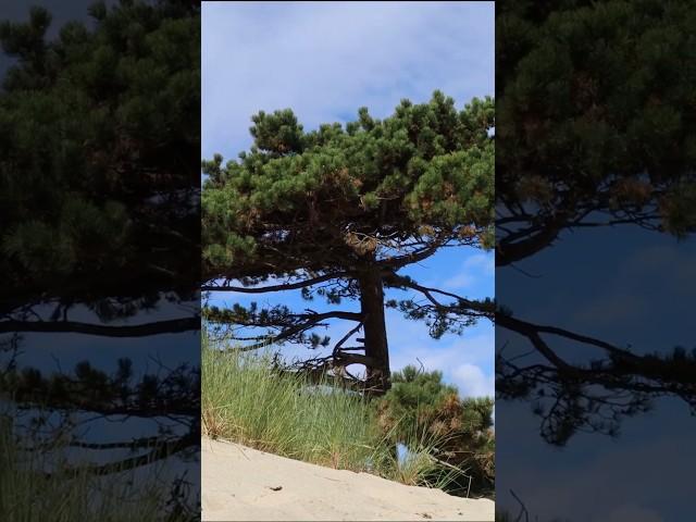 Large pine tree growing on a sand dune, seashore #shorts #travelvlog #travelstories  #traveltheworld