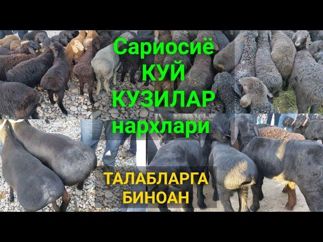 Сурхондарё Сариосиё мол бозори КУЗИЛАР нархлари.