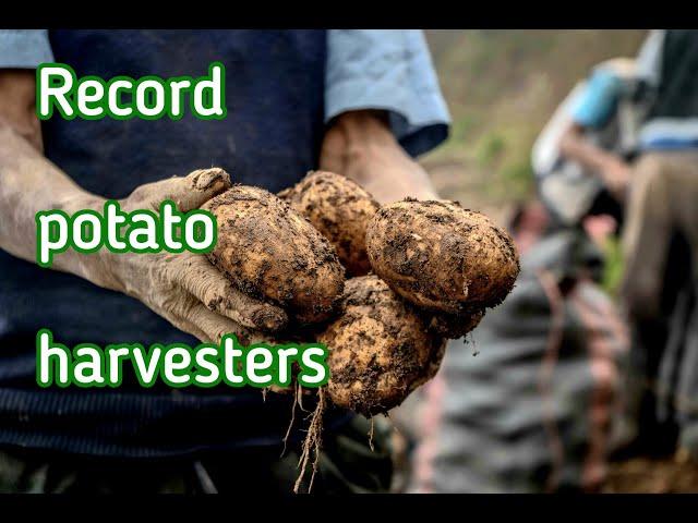 Record harvest potatos #prostoagro