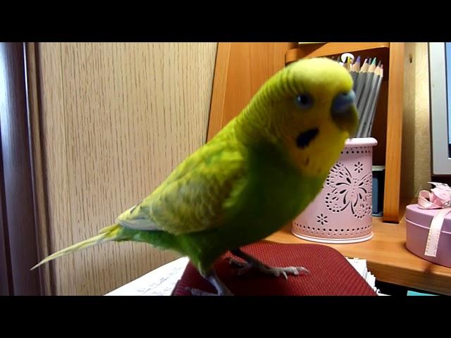 САМЫЙ ВЕСЕЛЫЙ ВОЛНИСТЫЙ ПОПУГАЙ / ПРИКОЛЫ С ПОПУГАЕМ / FUNNY PARROT /зеленый попугайчик TV