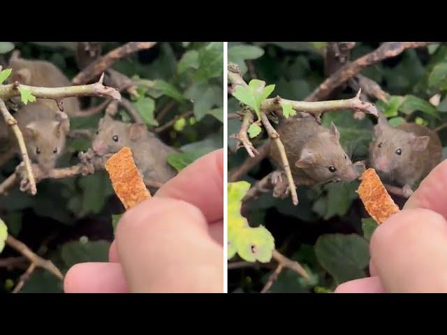 Man hand-feeds wild mice living in his garden