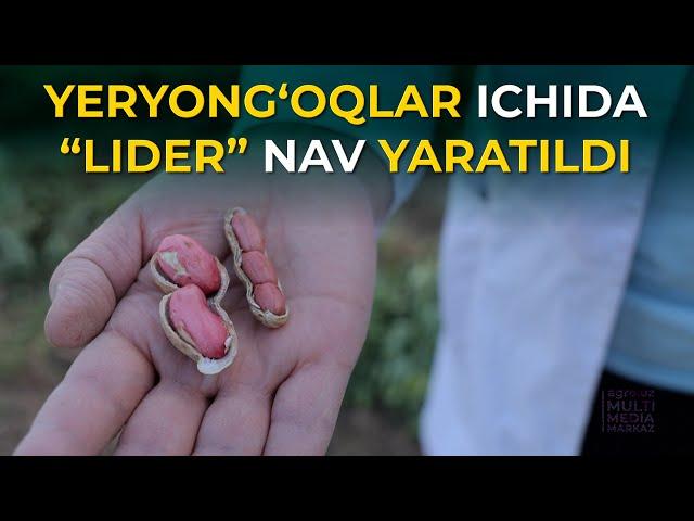 O'ZBEKISTONDA “LIDER” NAVLI YANGI TURDAGI YERYONG'OQ