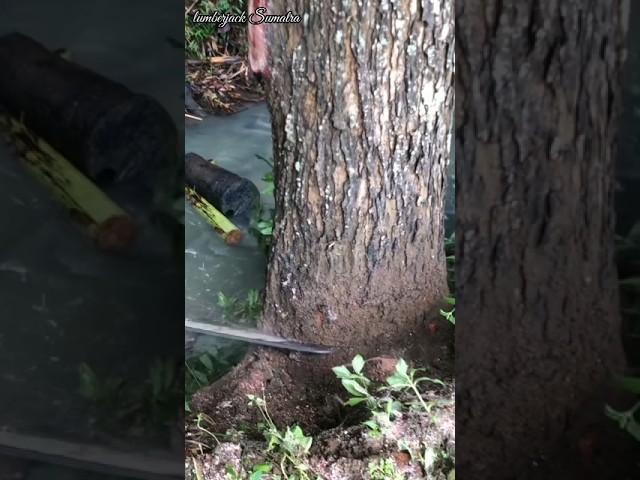breaking into a mahogany tree near the water#lumberjack#wood#cuttingdowntrees#chainsaw