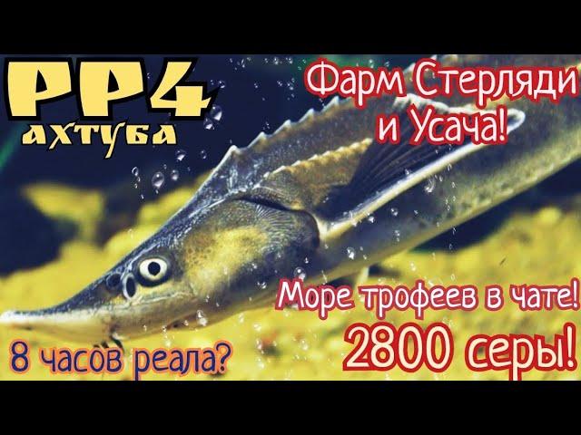 РР4. Ахтуба сегодня. Фарм и Раздача трофеев Стерляди в чате! 2800 серебра по итогу.