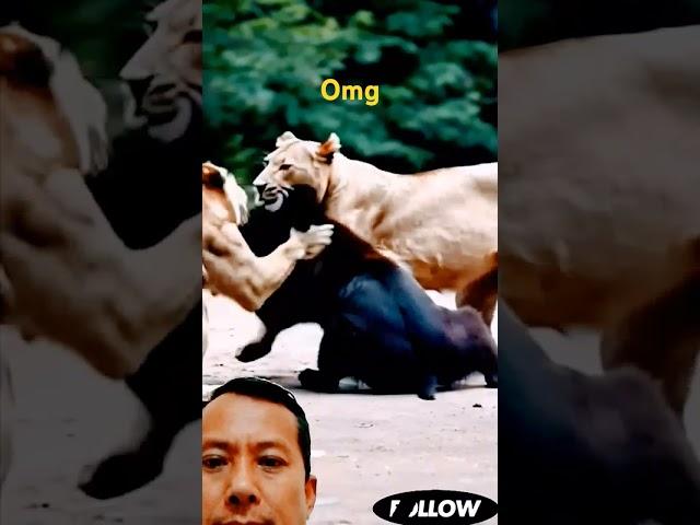 #animals #lion #tiger #dog #fight #duet #wildlions #musiclyrics #wildlife #wildlion @MrBeast