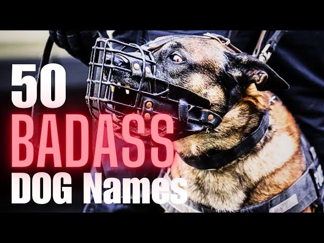 50 Badass Dog Names for Male Dogs: Unleash Your Dog's Inner Warrior!