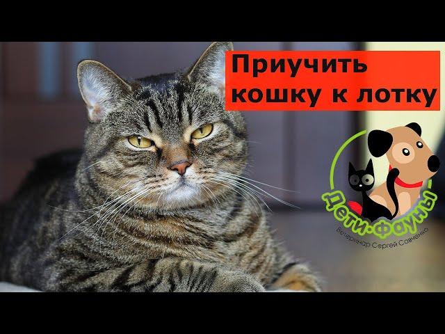 Как приучить уличную кошку к лотку? Основные принципы