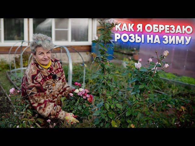 Как я обрезаю розы на зиму