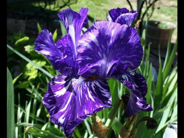 Batik Iris in Full Bloom!