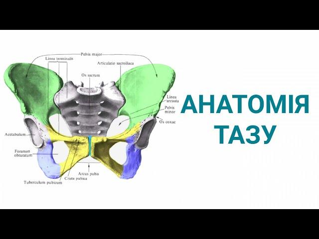 Анатомія тазу