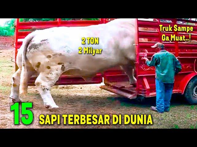 SAPI 2 TON SAMPE GA MUAT MASUK TRUK..! Inilah 15 Sapi Terbesar di Dunia 2024 ~ Sapi Kurban Idu Adha