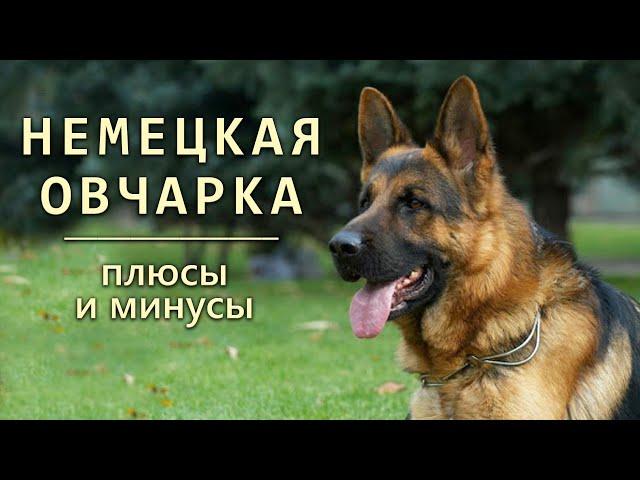 НЕМЕЦКАЯ ОВЧАРКА. Плюсы и минусы породы GERMAN SHEPHERD