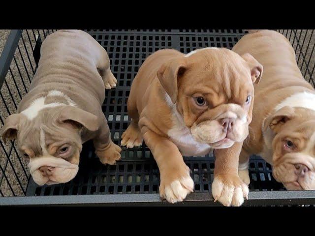 Mini English Bulldog Puppies For Sale️