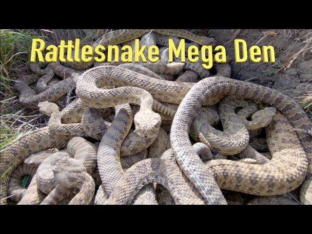 RattleSnake Mega Den Footage