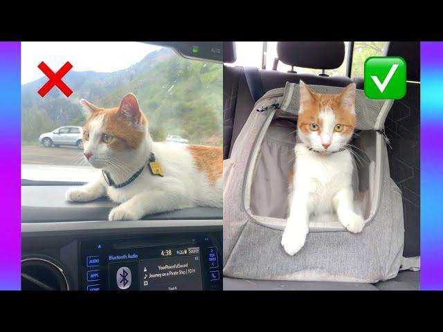 How to Car Travel with Your Cat: 6 IMPORTANT Tips to Know