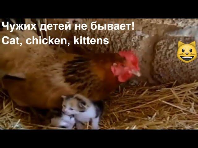 Чужих детей не бывает! Кошка с... цыплятами, а курица с котятами/Cat, chicken, kittens