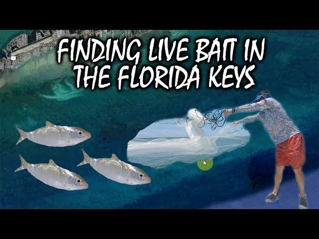 Where to Find and Catch Live Bait in the Florida Keys