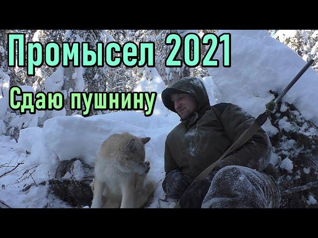 Промысел 2021. КАРАКАТ  не едет по наледи. Сдаю пушнину.