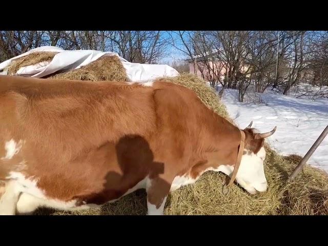 На что нужно обращать внимание при покупке коровы.