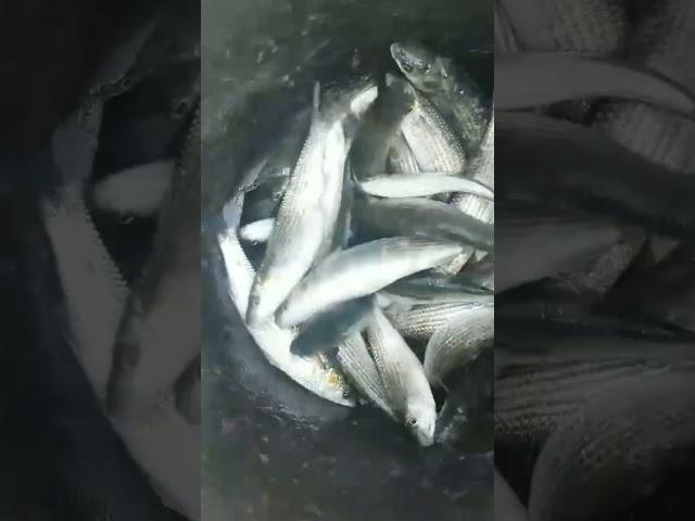 Ловля кефали. Рыбалка. / Mullet.Fishing.    #tiktok #fishing #shortvideo #shorts