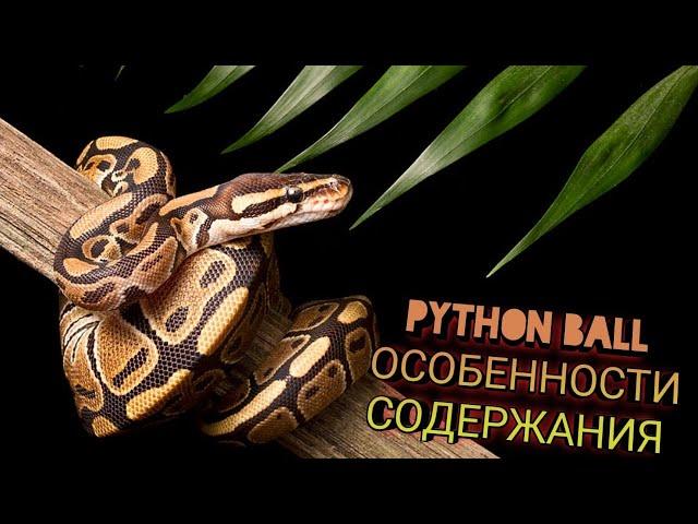 СОДЕРЖАНИЕ КОРОЛЕВСКОГО ПИТОНА В ДОМАШНИХ УСЛОВИЯХ / PYTHON BALL