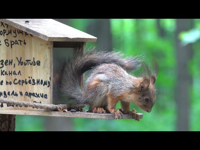 Бельчонок, который пытается выжить / The squirrel who is trying to survive