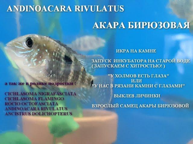 Акара Бирюзовая. От икринки до взрослой особи. Andinoacara Rivulatus