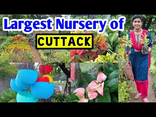 Largest Nursery of Cuttack | Largest Nursery tour  #nurseryvisit #lipshaworld #nurserytour #plantsid