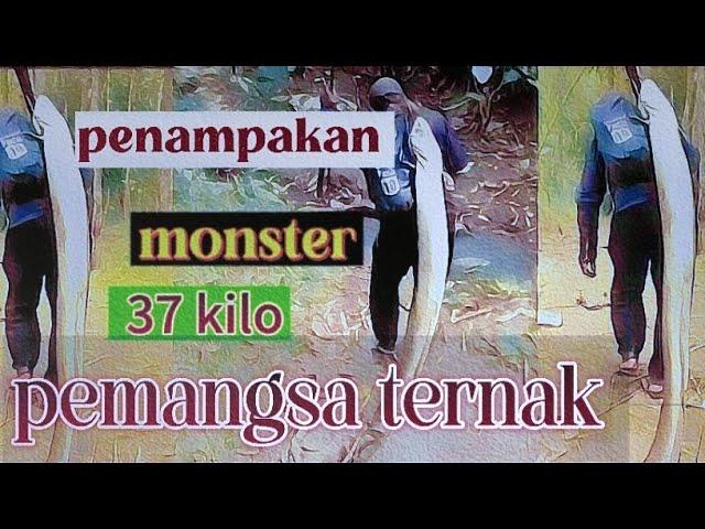 sidat monster 37 kg pemakan ternak warga