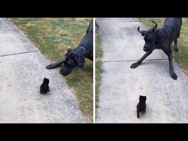 Huge Great Dane Is Scared Of Kitten