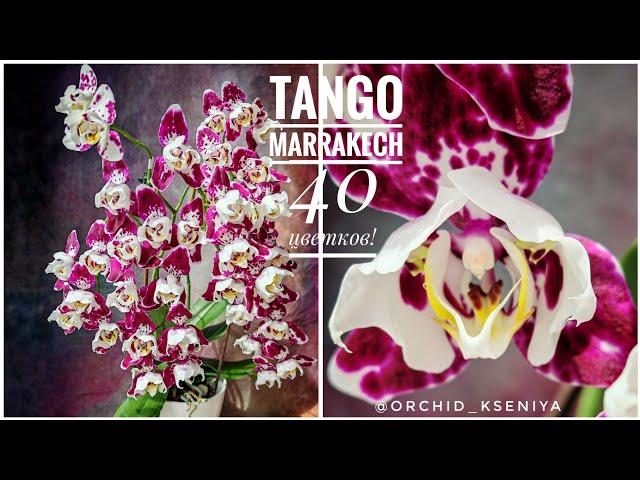 Phal. Tango (Marrakesh) 3-lips  Первое домашнее цветение шикарной орхидеи трилипс Танго (Марракеш)