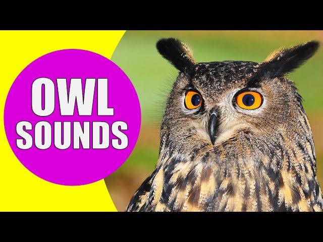 OWL Sounds | Different Types of Owls and Their Sounds