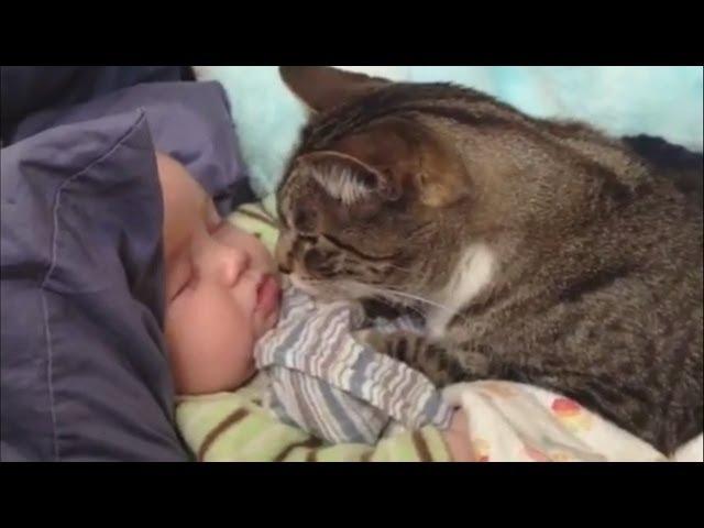 Cats Love Babies