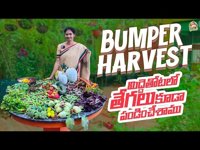 Terrace Garden Harvest/ కాదేదీ పెంచటానికి అనర్హం, అన్ని మిద్దెపై పెంచేద్దాం  @MADGARDENER