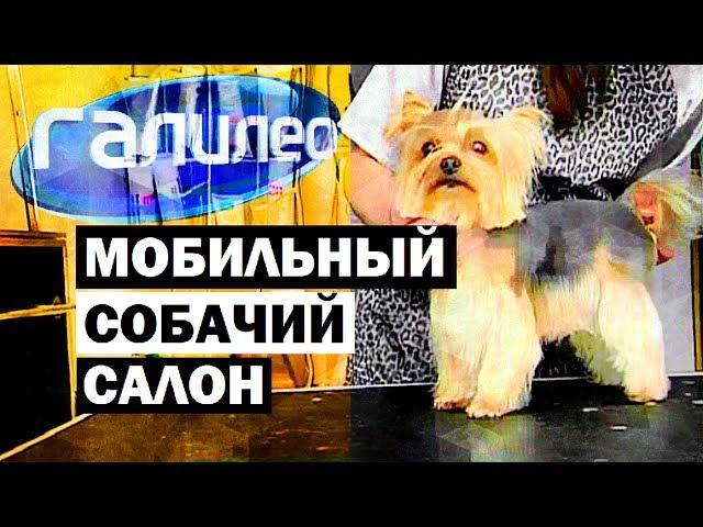 Галилео. Собачий мобильный салон  Mobile dog grooming