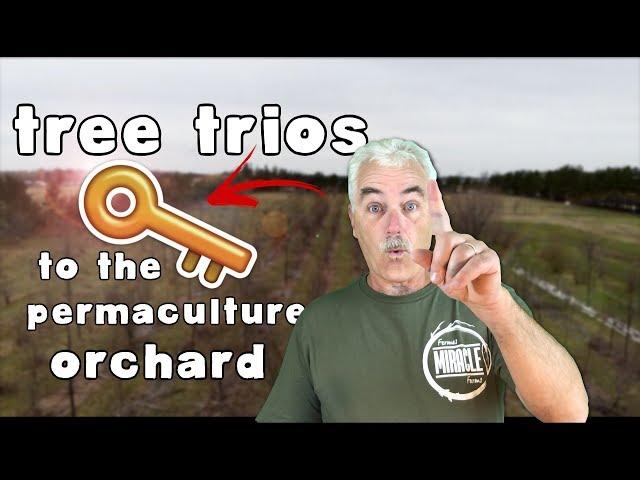 TREE TRIOS THE KEY TO THE PERMACULTURE ORCHARD