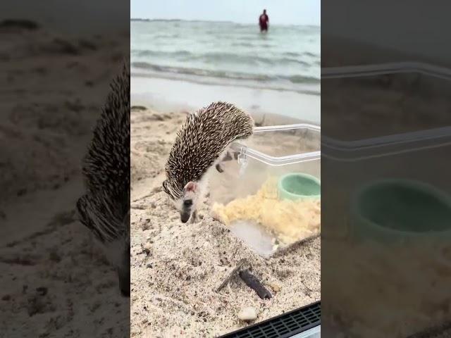 He just loves ocean and can’t wait to run on the beach. Hedgehog.Ёжик. ハリネズミ. 고슴도치. 刺猬