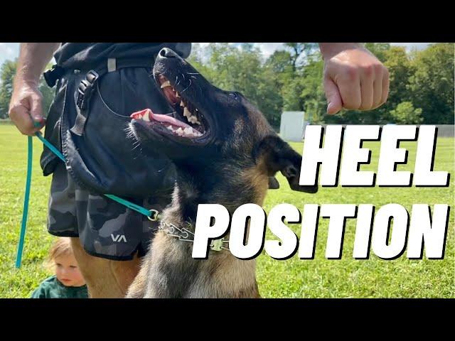 TEACHING MY PUPPY HEEL!! BELGIAN MALINOIS TRAINING // ANDY KRUEGER