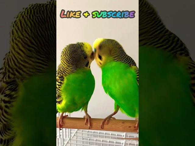 Budgie fun time