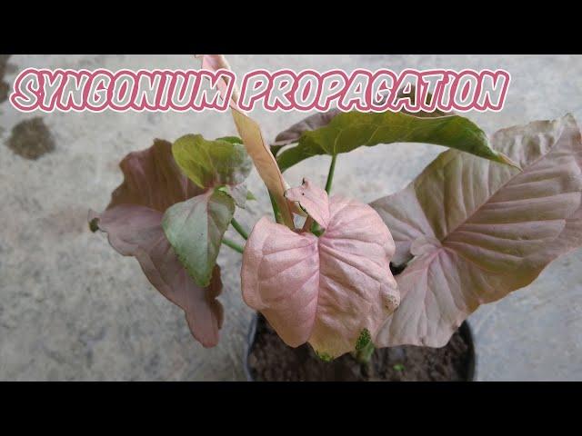 How to Propagate Syngonium Pink | Growing Syngonium in Soil from Cutting Propagation