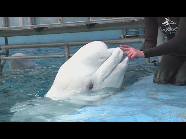 Children at Boys and Girls Club visited with beluga whales at SeaWorld San Antonio