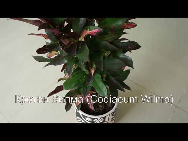 Кротон Вилма (Codiaeum Wilma) - красочное растение, напоминающее радугу