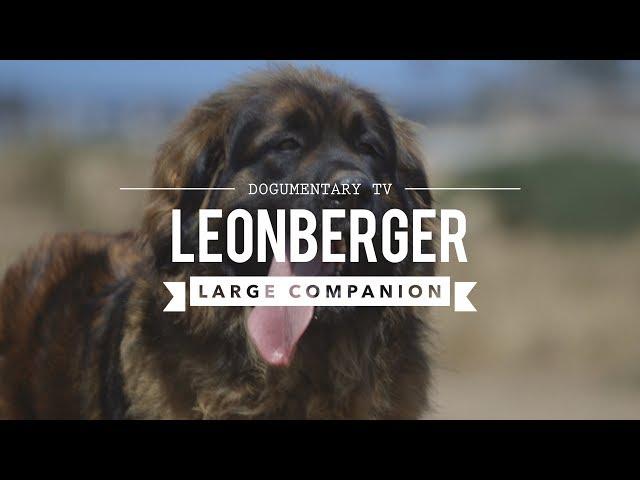 ALL ABOUT LEONBERGER, THE LION DOG