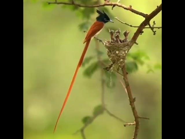 All flycatchers have a wide beak, on which the beak ridge is well defined.  #WithNature